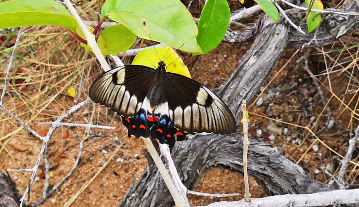 large butterfly Australia