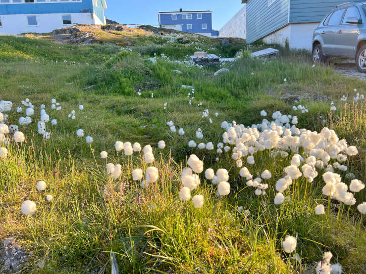 Greenlandic flowers