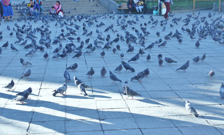 Witches’ Market Travel Guide to La Paz Bolivia Plaza Murillo
