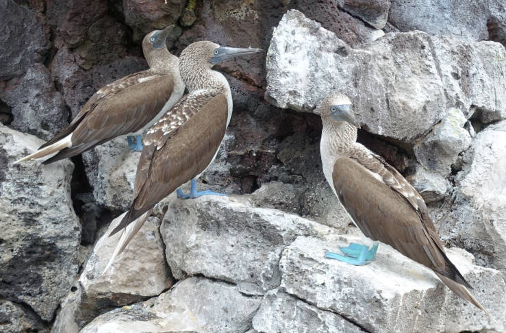 giant sea turtles blue-footed boobies