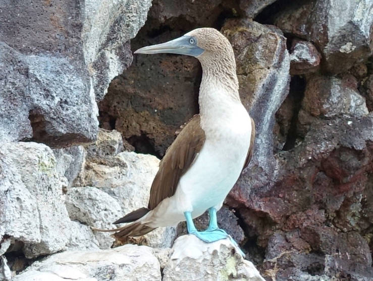 Blue-footed booby birds giant sea turtles