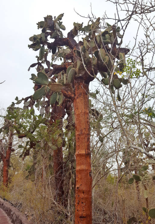 Galapagos Tortuga Bay wildlife Darwin's finches