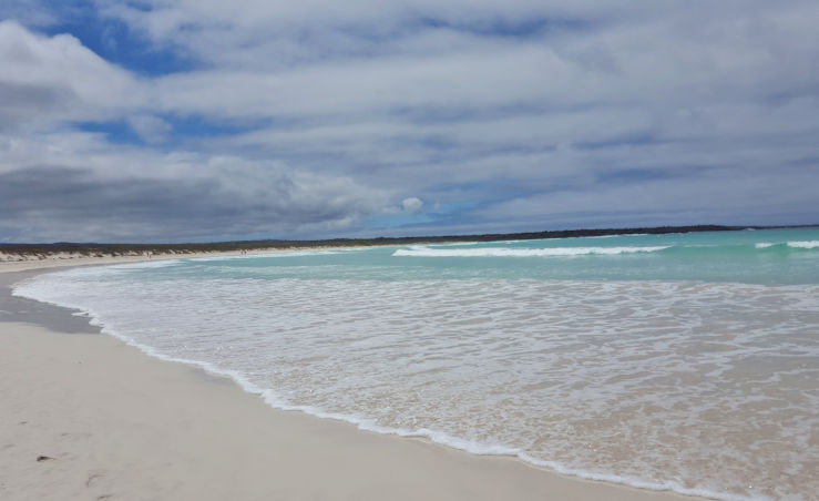 Playa Brava Tortuga Bay Darwin's finches