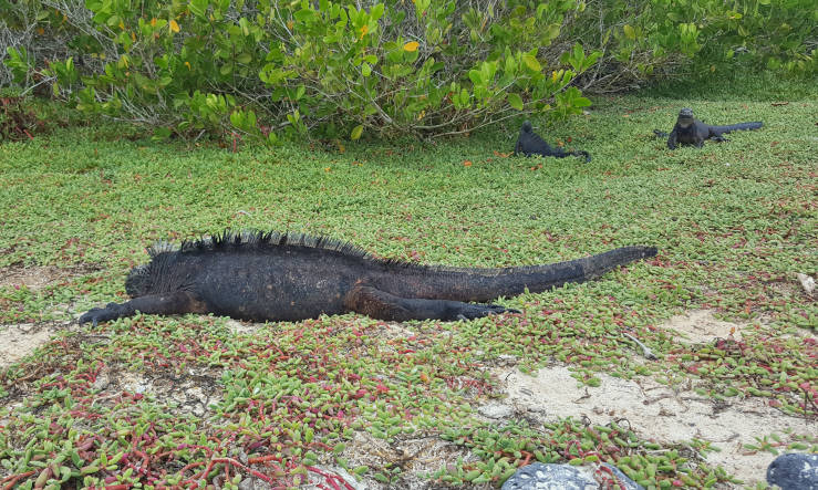 marine iguana Santa Cruz Island