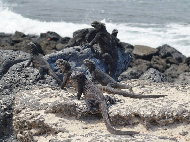 marine iguanas on lava rocks