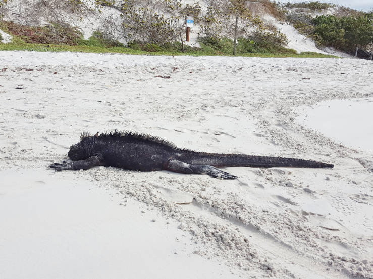 Handsome marine iguana