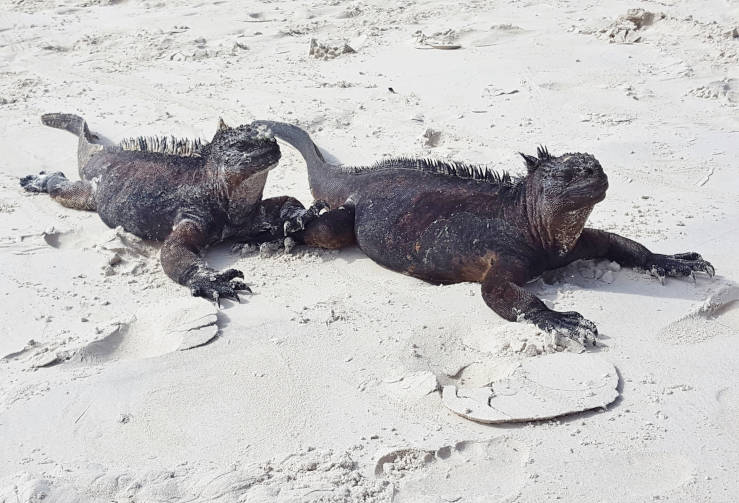 marine iguana couple