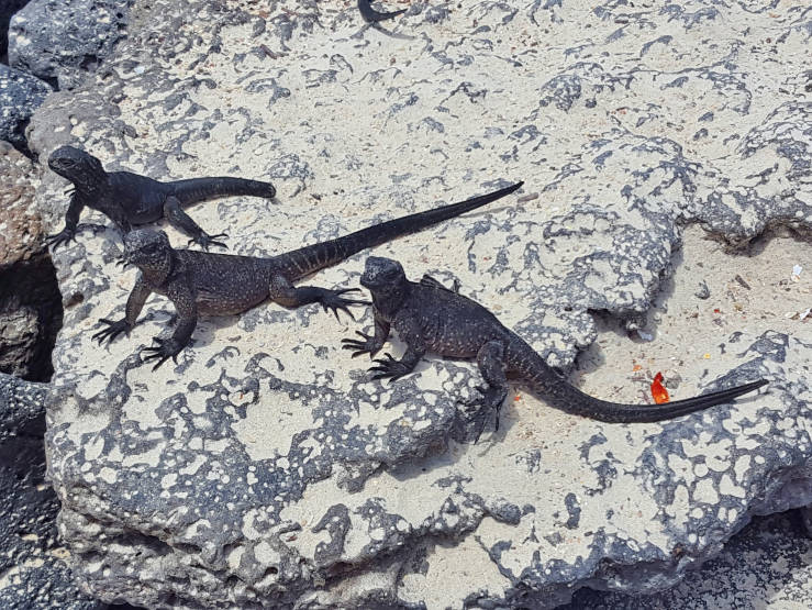 marine iguanas Santa Cruz Island