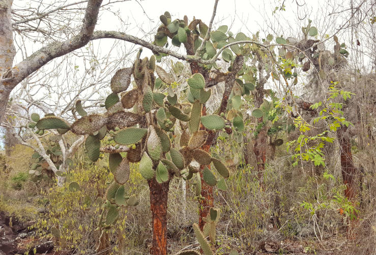 Tortuga Bay Galapagos Santa Cruz Island