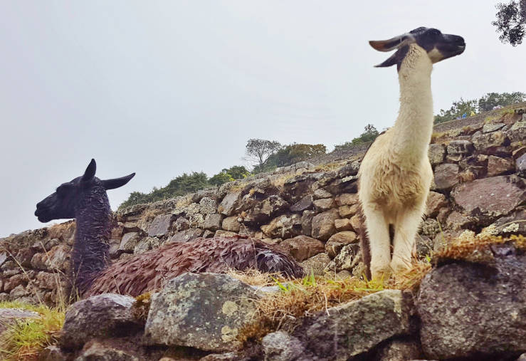 Inca culture llamas alpacas