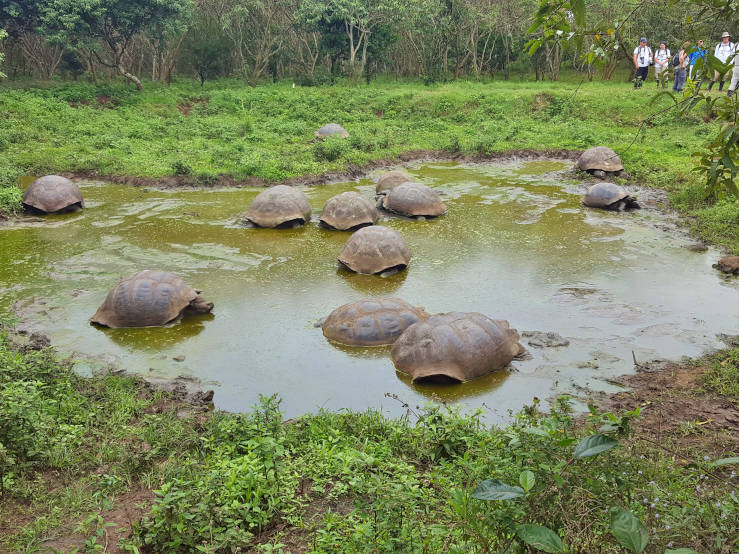 giant tortoises Galapagos