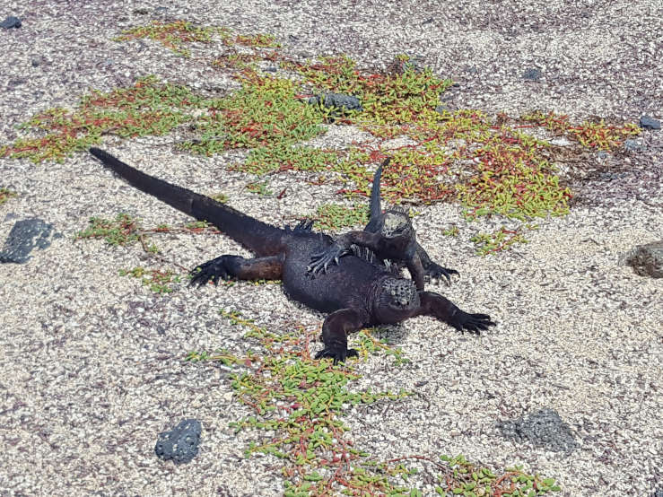 Puerto Ayora 6 days marine iguanas