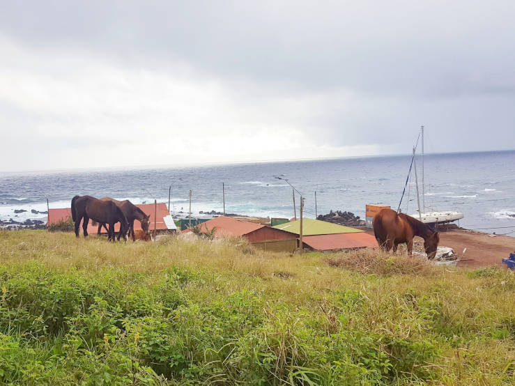 wild horses Chile Rapa Nui