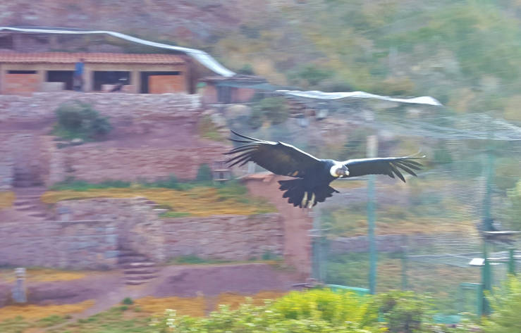 Cochahuasi Animal Sanctuary