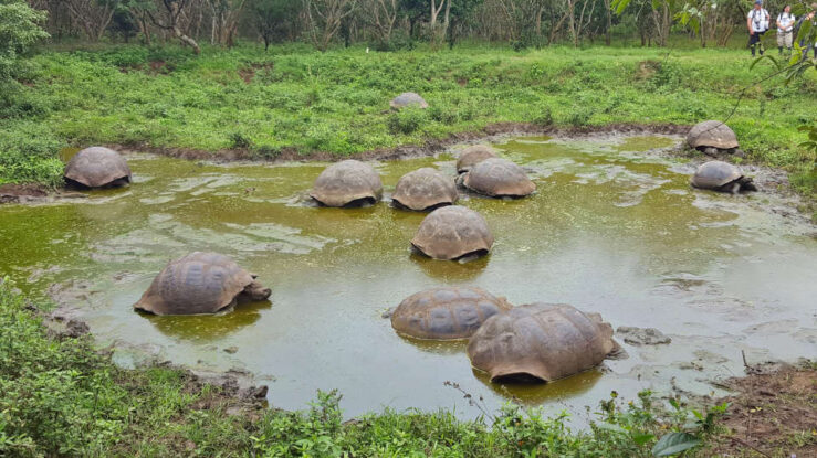 Galapagos giant tortoises El Chato