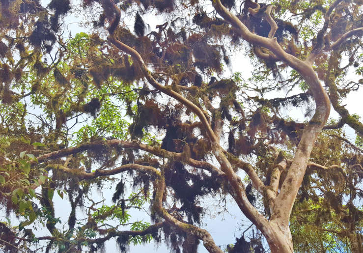 scalesia forest