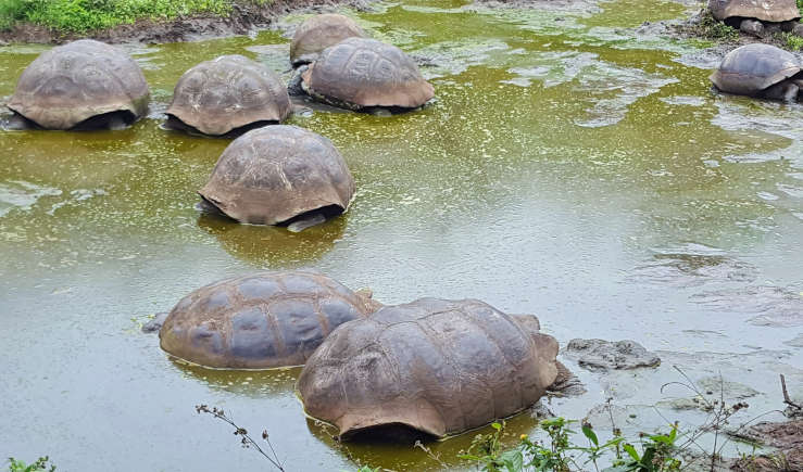 galapagos giant tortoises highlands tour