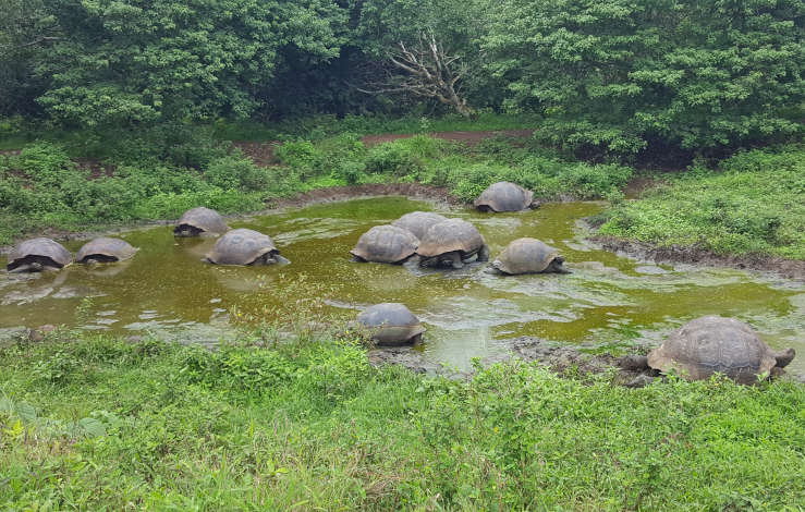 Galapagos giant tortoises el Chato