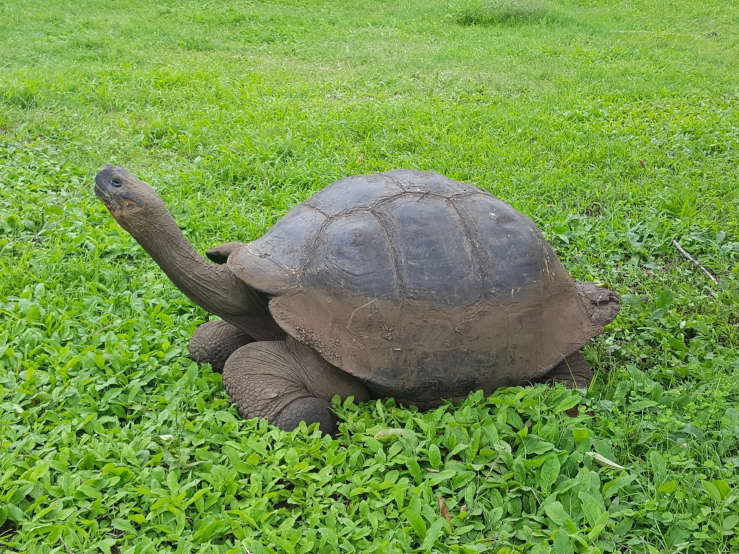 Galapagos giant tortoises
