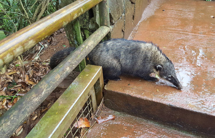 Coatis foraging near the hotel in Iguazú National Park