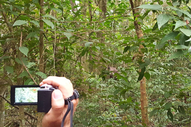 South American tapir stepping cautiously through dense vegetation in Iguazú National Park, Argentina