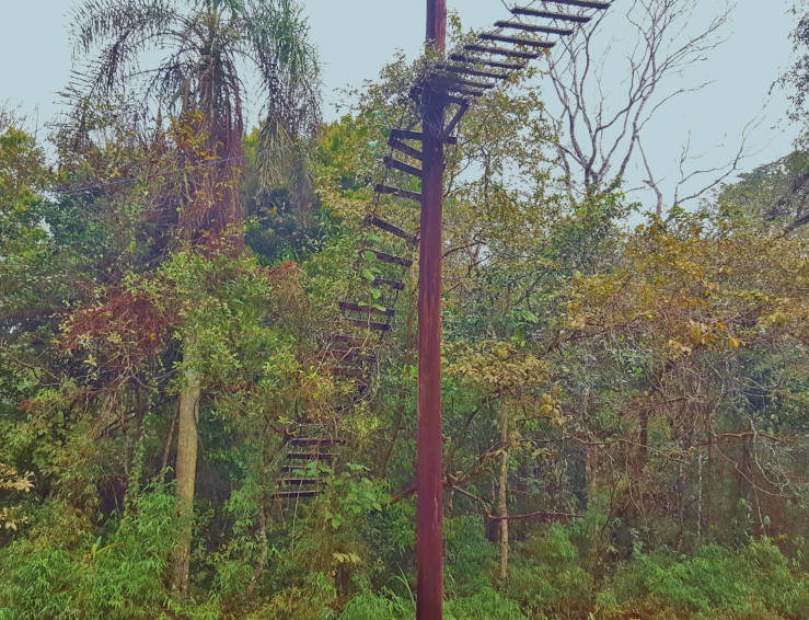 Wildlife crossing bridge above a road in Iguazú National Park