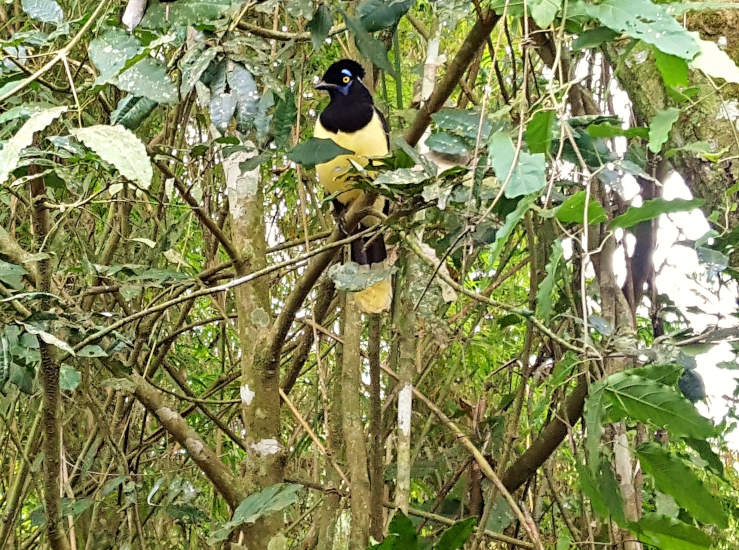 Plush-crested jay perched on a branch in Iguazú National Park, Argentina