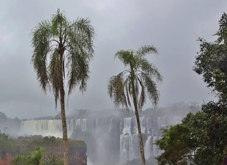 Palm trees rising above dense rainforest canopy in Iguazú National Park