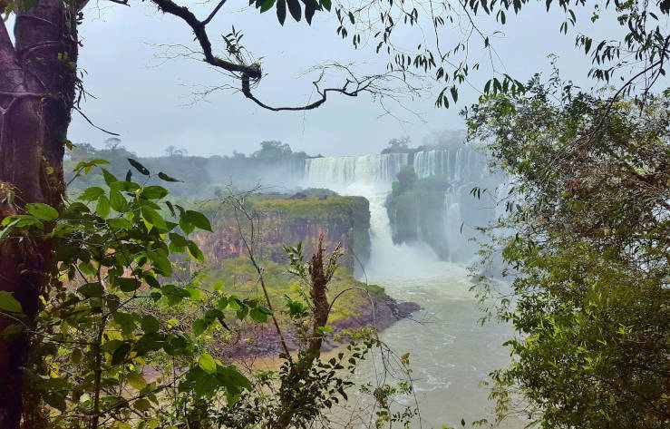 Panoramic view of Iguazú Falls in Argentina surrounded by subtropical rainforest
