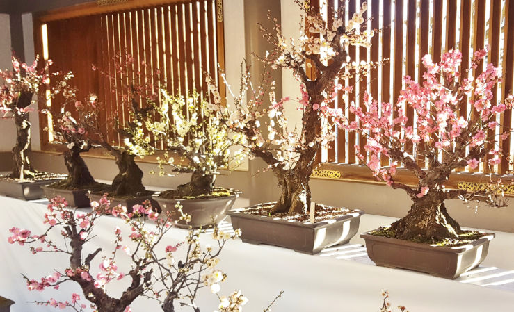 Small bonsai cherry and plum trees in full blossom displayed at a Japanese festival in Tokyo