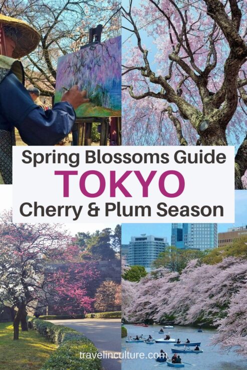 Cherry Blossom and Plum Blossom Guide to Tokyo Spring Season