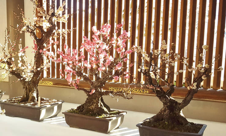 Carefully shaped bonsai plum trees at Yushima Tenjin Shrine in Tokyo