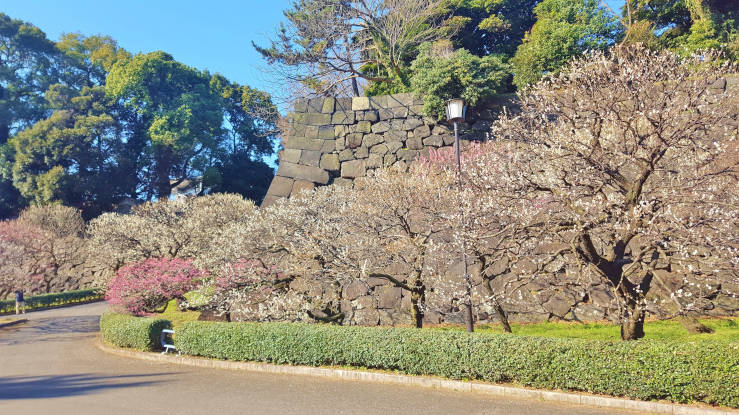 Early spring trees at the Edo Castle grounds in Tokyo during plum blossom season