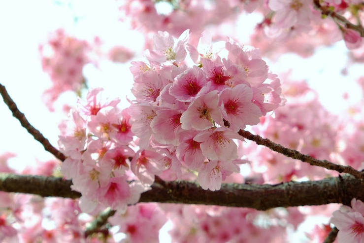 Close-up of sakura cherry blossoms in bloom during hanami season in Tokyo