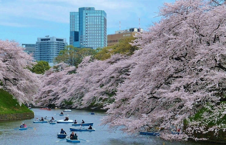 Boats on a Tokyo river beneath blooming cherry trees during sakura season