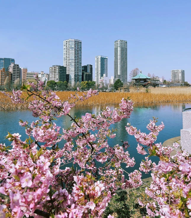 Pink plum blossoms at Shinobazu Pond in Tokyo during early spring