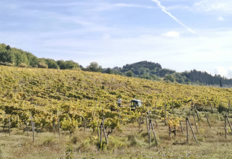 Wine farmer working among the vines in the Tuscan countryside